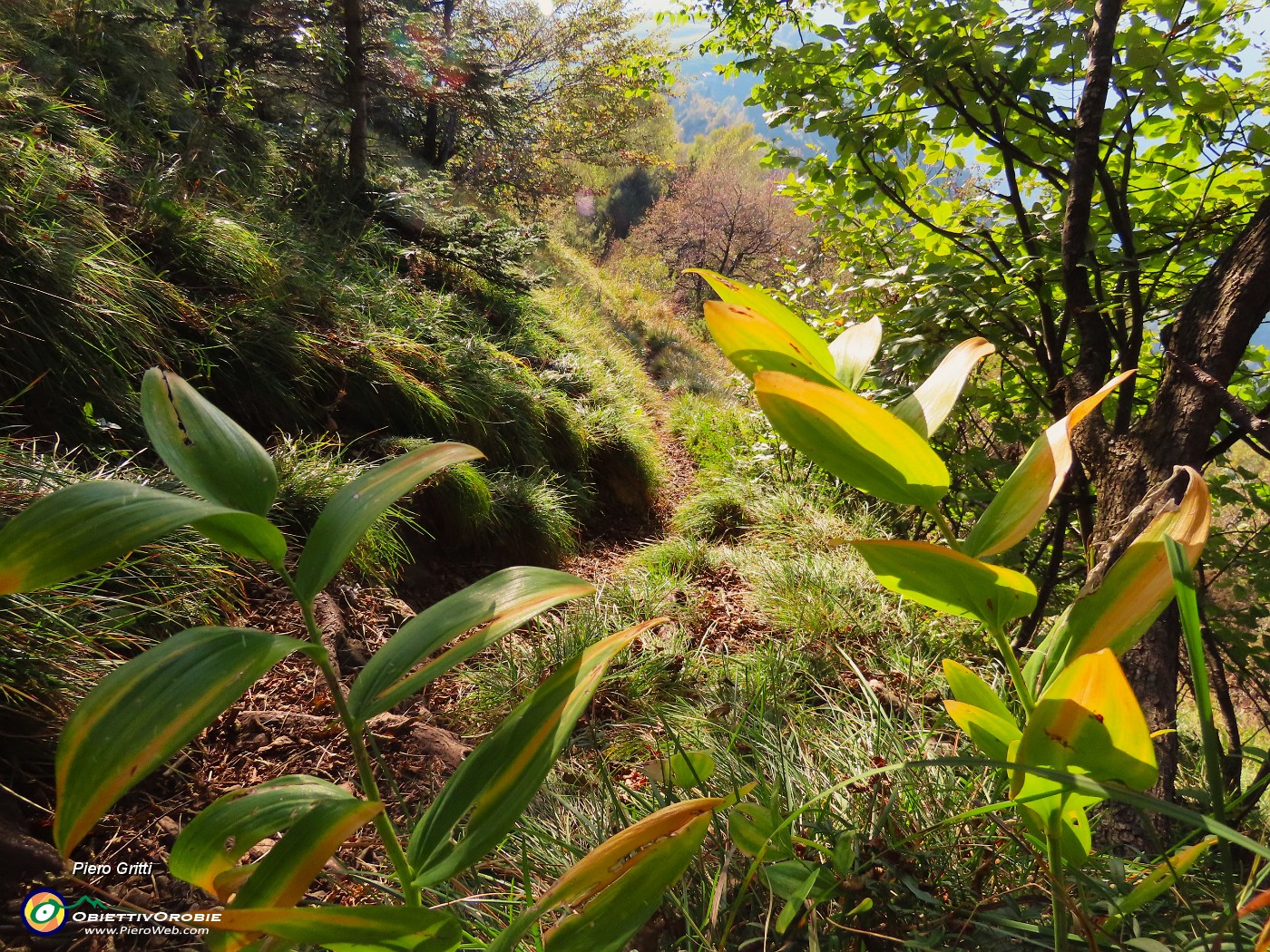 47 Il bosco in veste autunnale.JPG